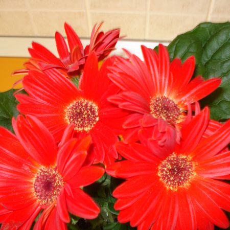 Gerbera(m)